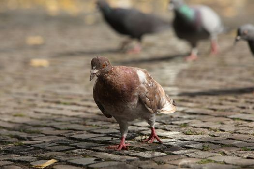 Close up of the Pigeon