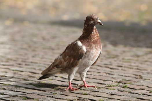 Close up of the Pigeon