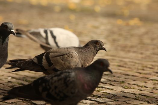 Close up of the Pigeon