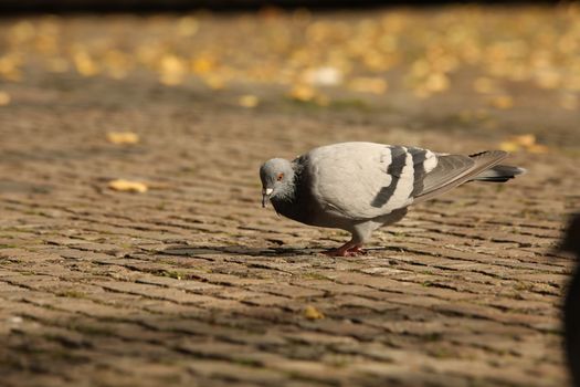 Close up of the Pigeon