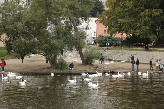 Birds in the Water