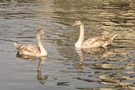 Birds in the Water