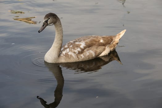 Birds in the Water