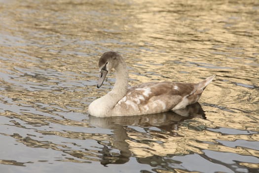 Birds in the Water
