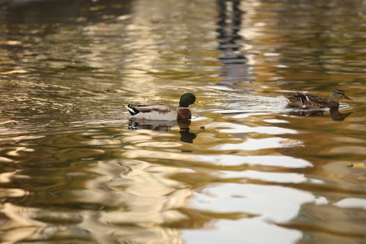 Birds in the Water