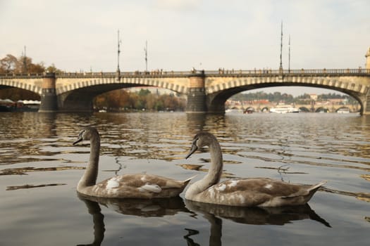 Birds in the Water