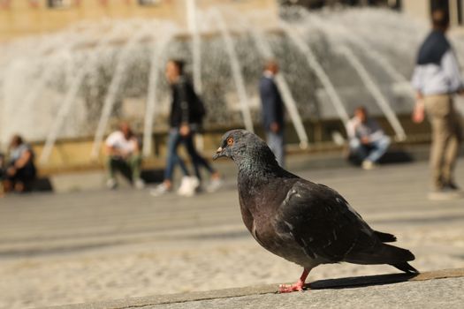 Close up of the Pigeon