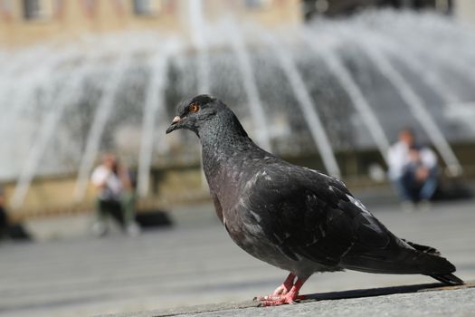 Close up of the Pigeon