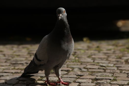 Close up of the Pigeon