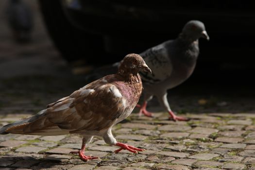 Close up of the Pigeon
