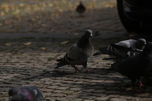 Close up of the Pigeon