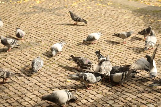 Close up of the Pigeon