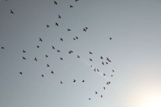 Close up of the Pigeon