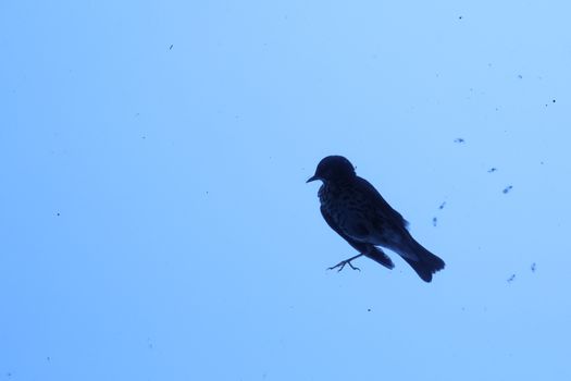Close up of the Pigeon