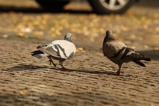 Close up of the Pigeon