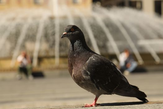 Close up of the Pigeon