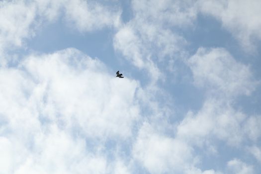 Close up of the Pigeon
