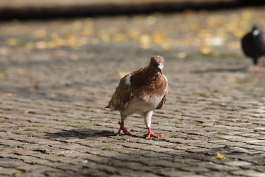 Close up of the Pigeon