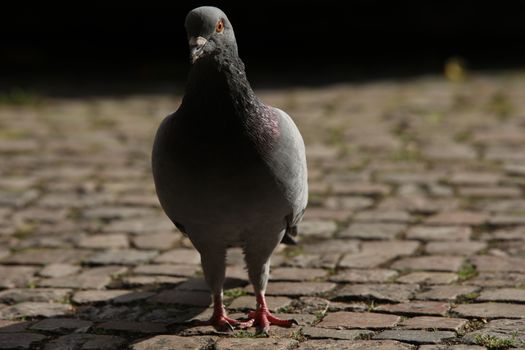 Close up of the Pigeon