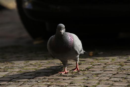 Close up of the Pigeon