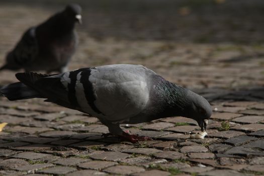 Close up of the Pigeon