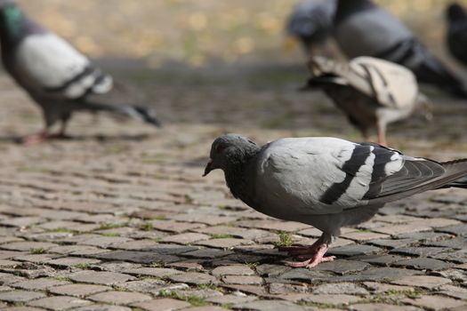 Close up of the Pigeon