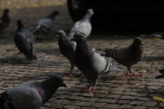 Close up of the Pigeon