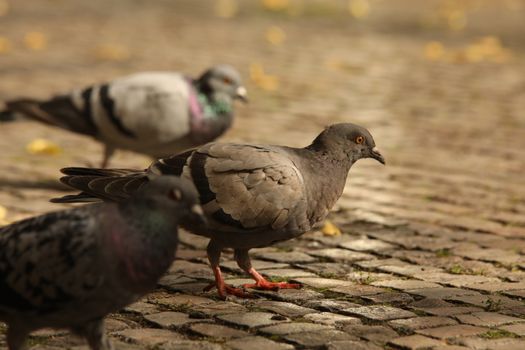 Close up of the Pigeon