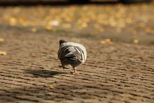 Close up of the Pigeon