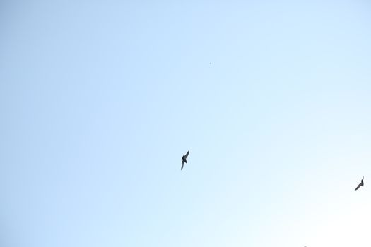 Close up of the Pigeon