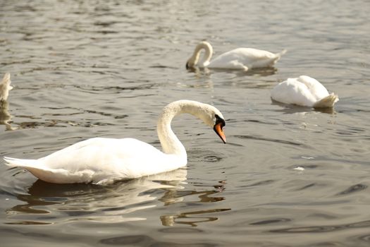 Birds in the Water