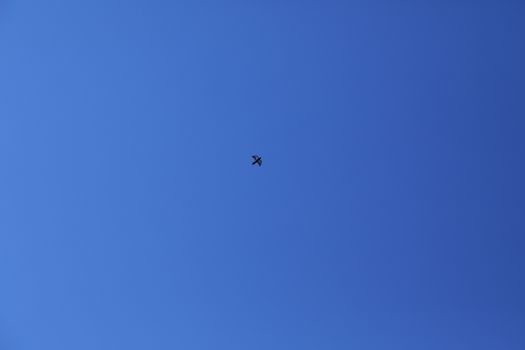 Close up of the Pigeon