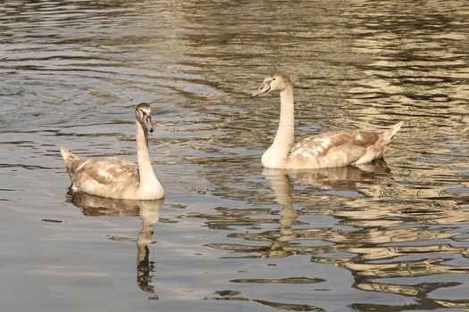 Birds in the Water