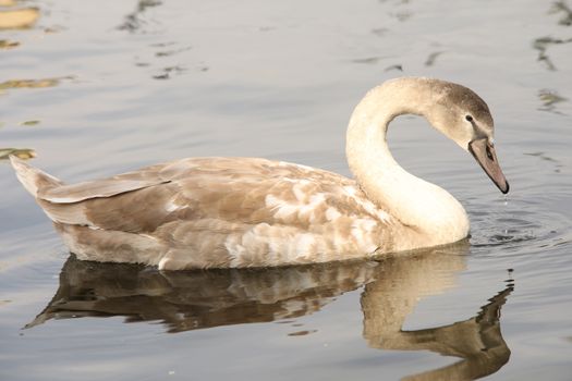 Birds in the Water