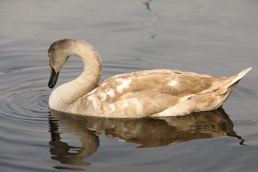 Birds in the Water