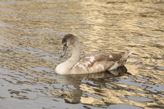 Birds in the Water