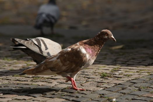 Close up of the Pigeon