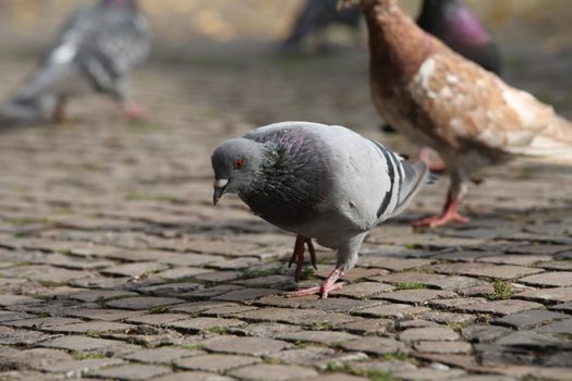 Close up of the Pigeon