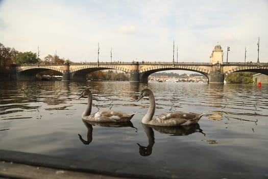 Birds in the Water