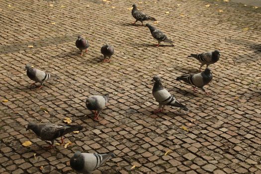 Close up of the Pigeon