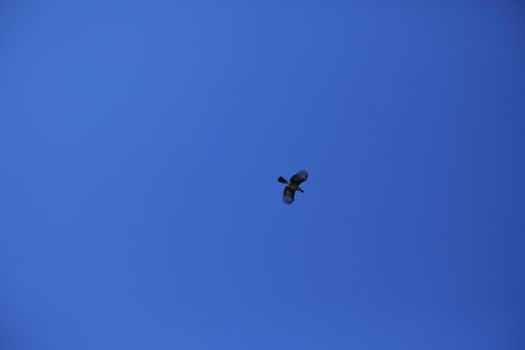 Close up of the Pigeon
