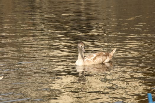 Birds in the Water