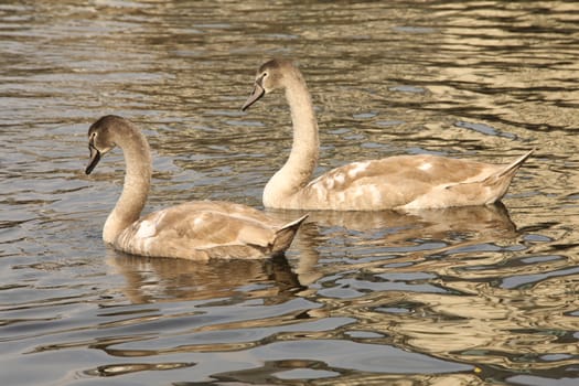 Birds in the Water