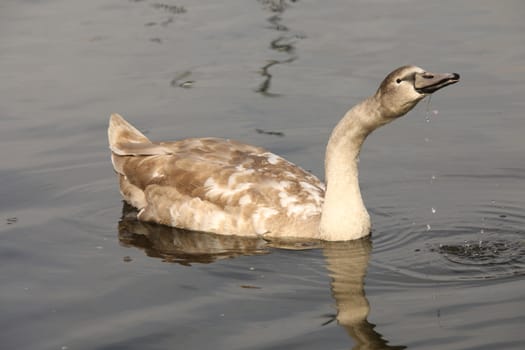 Birds in the Water