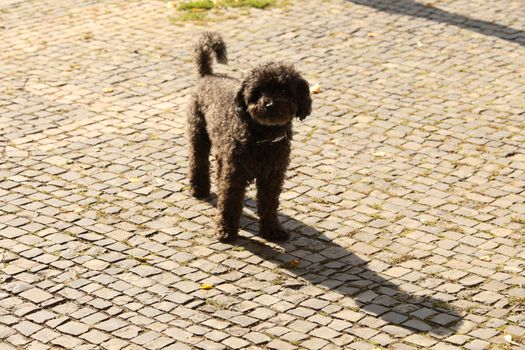 Dog at Home