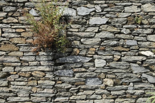 close up of old wall Texture
