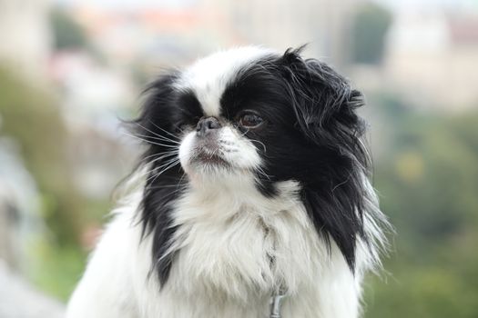 Dog at Home