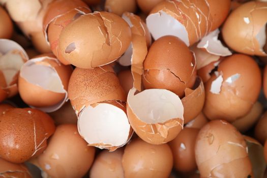 Egg shells closeup