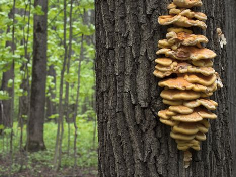 Spring edible mushroom (Laetiporus sulphureus) - grows on the tree, looks like yellow hub.