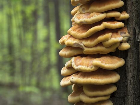 Spring edible mushroom (Laetiporus sulphureus) - grows on the tree, looks like yellow hub.